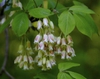 Staphylea trifolia