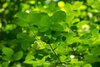 Staphylea trifolia