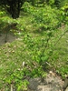 Staphylea bumalda