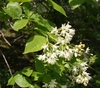 Staphylea colchica