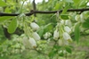 Staphylea colchica