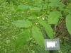 Staphylea colchica