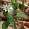 Stellaria pubera