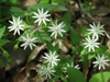 Stellaria pubera