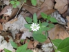 Stellaria corei