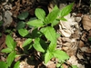 Stellaria corei