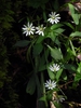 Stellaria corei
