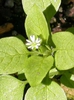 Stellaria media