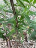 Stem Closeup - Aug. 2022 - Cabarrus Co., NC