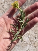 Stem, leaves and flower buds in September in Chaves County, NM