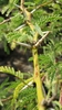 Stem and spines in October in Hawaii County, Hawaii