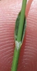 Stem in April in Languedoc-Roussillon, France