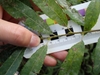 Stem in August in Cheshire County, New Hampshire