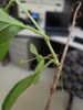 Stem in June in Buncombe County, North Carolina