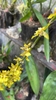 Stem with long leaves & yellow flowers. October. Loja, Ecuador