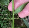 Stem & Leaf Detail - September - Huntersville, NC