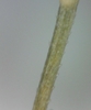 Stem close-up in June in Cuyahoga County, Ohio
