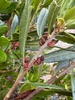 Stem and flowers in July in Humboldt County, California