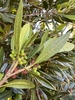Stem, leaves and fruit in Del Norde County, California