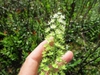 Flower stalk
