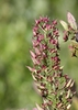 Stenanthium densum