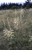 Stenanthium gramineum
