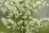 Stenanthium gramineum