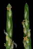 Spike with flowers (Guilford County, NC)-Mid Summer