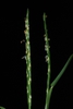 Flower spike (Guilford County, NC)-Mid Summer