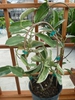 Stephanotis floribunda