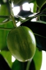 Stephanotis floribunda