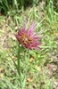 Tragopogon porrifolius