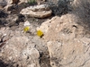 Sternbergia