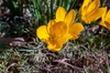 Sternbergia