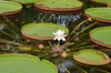 Victoria amazonica