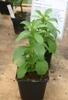 Young plant