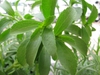 Leaves