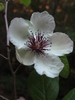 Stewartia malacodendron