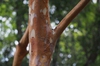 Stewartia monadelpha