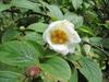 Stewartia ovata