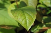 Stewartia ovata