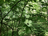 Stewartia malacodendron