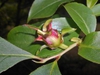 Fruit