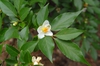 Stewartia sinensis