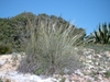 Form growing in Portugal