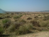 Native habitat