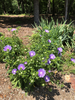 Stokesia laevis