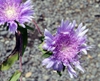 Close up of flower