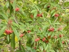 Form