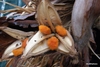 3-parted capsule open to reveal orange fuzzy seeds.